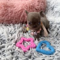 Chihuahua femelle miniature #2