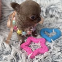 Chihuahua femelle miniature