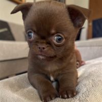 Chihuahua femelle chocolat