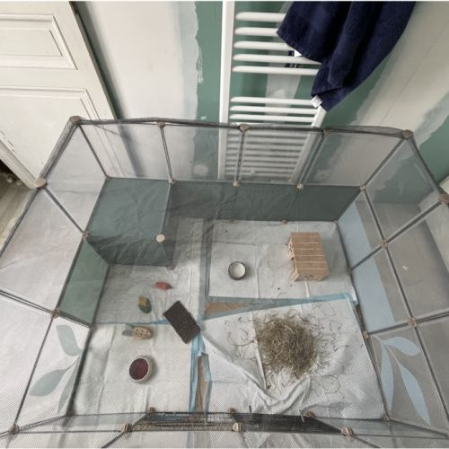 Affaires de mes deux cochons d'indes