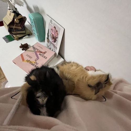 2 cochons d'inde mâles