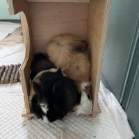 2 cochons d'inde mâles #1