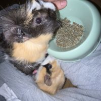 2 cochons d'inde mâles #4