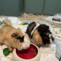 2 cochons d'inde mâles #5