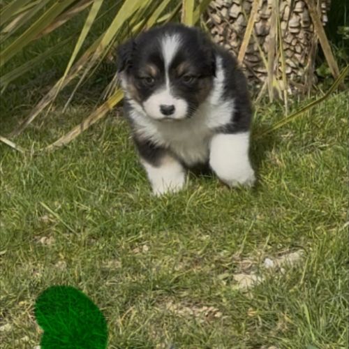 Chiot berger australien lof