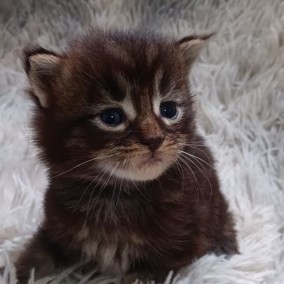 Chaton maine coon #0