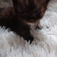 Chaton maine coon #7