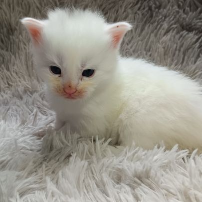 Chaton maine coon #0