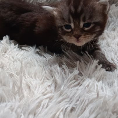 Chaton maine coon #3