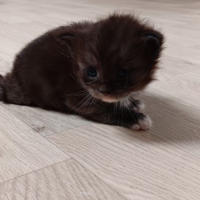 Chaton maine coon #7