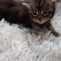 Chaton maine coon #3