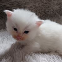 Chaton maine coon #4
