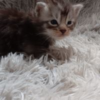 Chaton maine coon #5