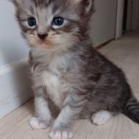 Chaton maine coon #6