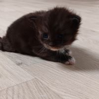 Chaton maine coon #7