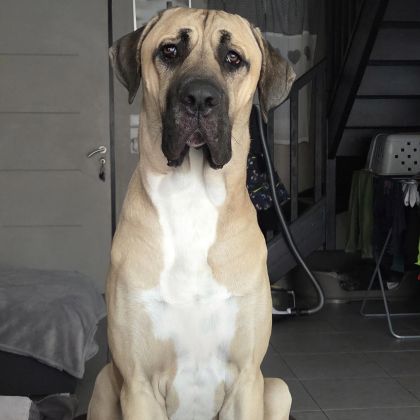 Cané corso x kangal #3