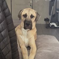 Cané corso x kangal #1