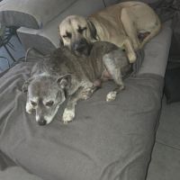 Cané corso x kangal #0