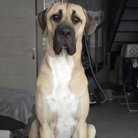 Cané corso x kangal #3