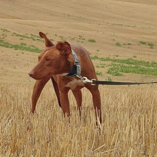 Futur, 2 ans et demi – podenco mâle 💛 #2