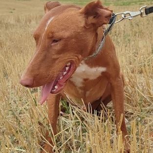 Futur, 2 ans et demi – podenco mâle 💛 #0