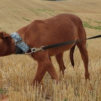 Futur, 2 ans et demi – podenco mâle 💛 #1