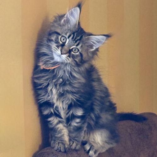 Quatre petits princes maine coon de disponibles #3