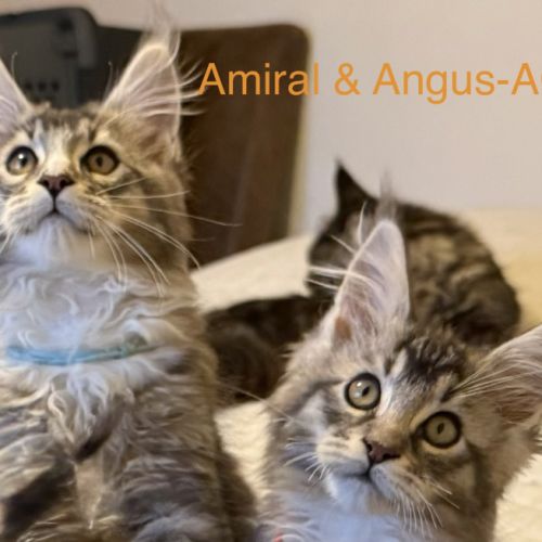 Quatre petits princes maine coon de disponibles #4