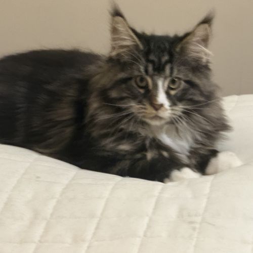 Quatre petits princes maine coon de disponibles #6