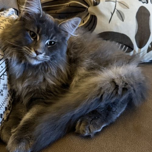 Quatre petits princes maine coon de disponibles #7