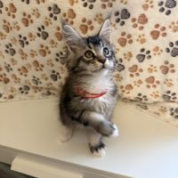 Quatre petits princes maine coon de disponibles