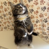 Quatre petits princes maine coon de disponibles #2