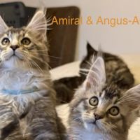 Quatre petits princes maine coon de disponibles #4