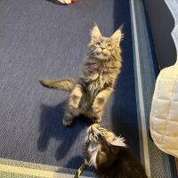 Quatre petits princes maine coon de disponibles #5