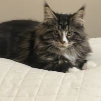 Quatre petits princes maine coon de disponibles #6