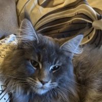 Quatre petits princes maine coon de disponibles #8