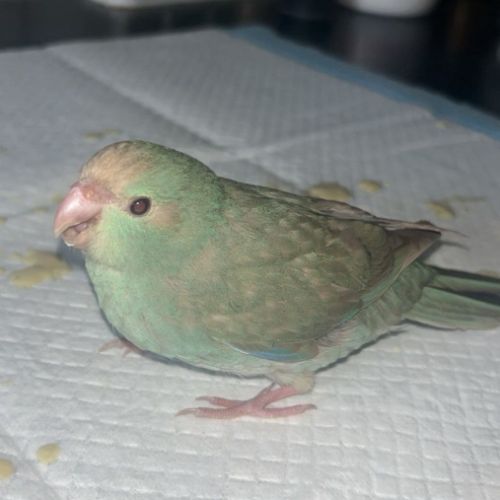 Kakariki apprivoisé eam #0