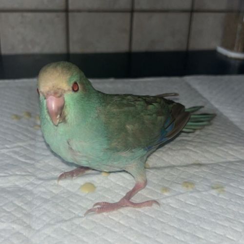 Kakariki apprivoisé eam #2