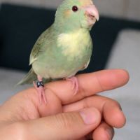 Kakariki apprivoisé eam #3