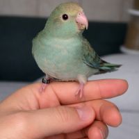 Kakariki apprivoisé eam #4