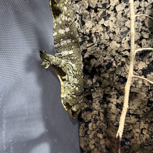 Gecko géant de nouvelle-calédonie mâle #1