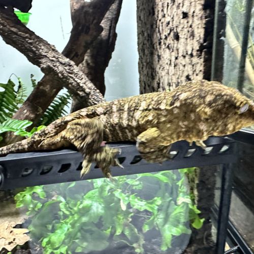 Gecko géant de nouvelle-calédonie mâle #3