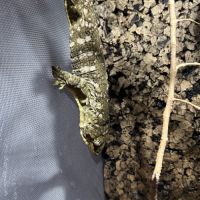 Gecko géant de nouvelle-calédonie mâle #1