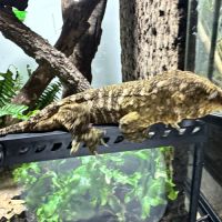 Gecko géant de nouvelle-calédonie mâle #3