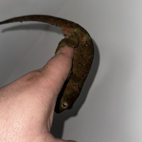 Couple de gecko chahoua #0