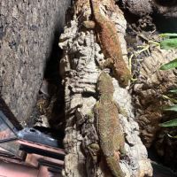 Couple de gecko chahoua #1