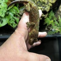 Couple de gecko chahoua #3