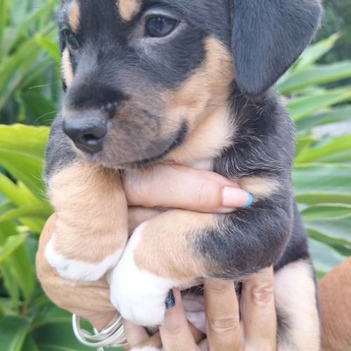 Kate petit coeur tendre