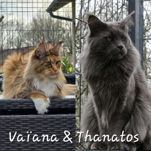 Chaton maine coon #6