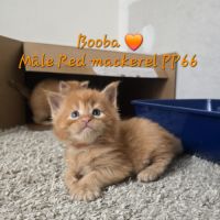 Chaton maine coon #1